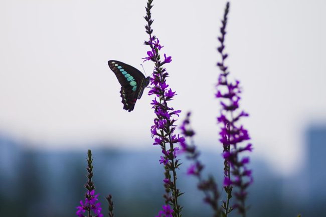 mentaltraining-mentalcoach-5