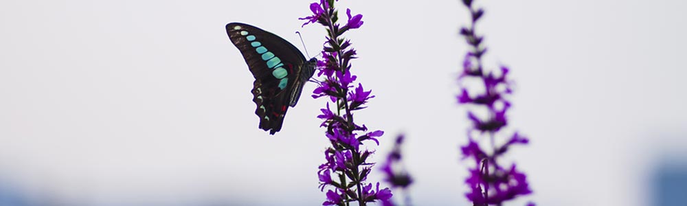 Ein Schmetterling sitzt auf der Blüte einer Pflanze. Wie sein Flügelschlag das Wetter verändern kann, so verändert die wingwave-Methode Ihr Leben - durch das Entfaltung von positiven Gefühlen und Zuständen.